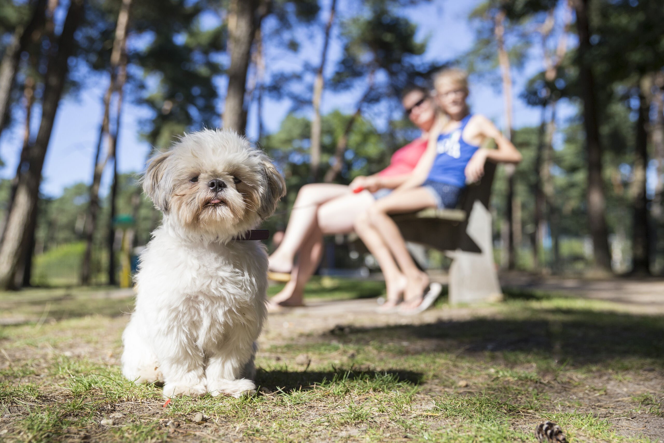 Camping Holland mit Hund
